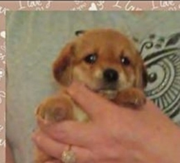 Dachsi Apso Dogs for adoption in Minneapolis, MN, USA
