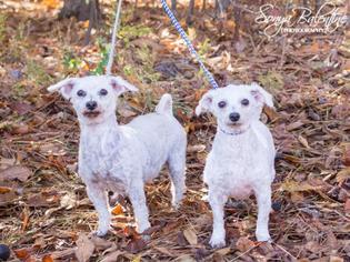 Bichon Frise Dogs for adoption in Warwick, RI, USA