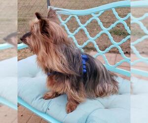 Silky Terrier Dogs for adoption in Scottsboro, AL, USA