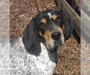 Bluetick Coonhound Dogs for adoption in Stockport, OH, USA
