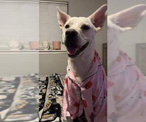 Labrador Retriever-Unknown Mix Dogs for adoption in San Antonio, TX, USA