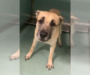 Mutt Dogs for adoption in Moreno Valley, CA, USA