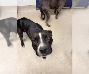 Mutt Dogs for adoption in Bakersfield, CA, USA