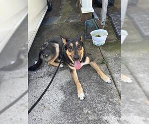 German Shepherd Dog-Unknown Mix Dogs for adoption in Palmetto, FL, USA