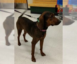 Plott Hound Dogs for adoption in Millville, UT, USA