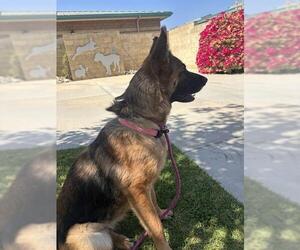 German Shepherd Dog Dogs for adoption in Riverside, CA, USA