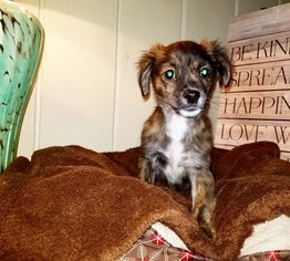 Dameranian Dogs for adoption in Sacramento, CA, USA
