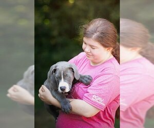 American Pit Bull Terrier Dogs for adoption in Belleville, IL, USA