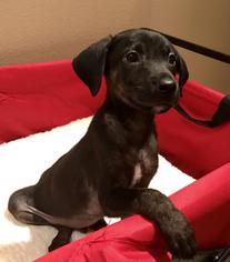 Labrador Retriever Dogs for adoption in Texarkana, TX, USA