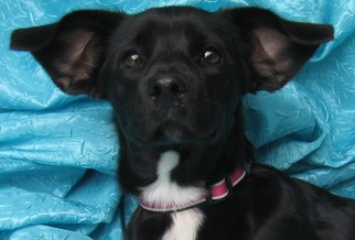 Dorgi Dogs for adoption in Cuba, NY, USA