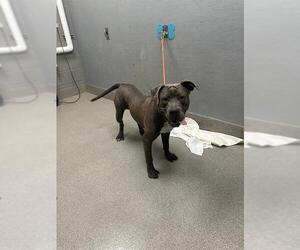 American Pit Bull Terrier-Unknown Mix Dogs for adoption in Las Vegas, NV, USA