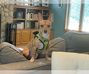 Chihuahua-Unknown Mix Dogs for adoption in Minneapolis, MN, USA