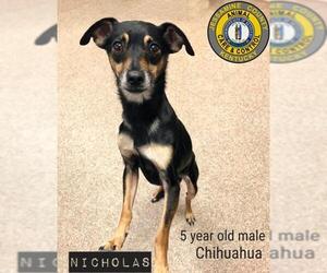 Chihuahua Dogs for adoption in Nicholasville, KY, USA