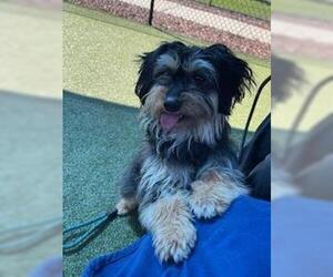 Dachshund-Unknown Mix Dogs for adoption in Placerville, CA, USA