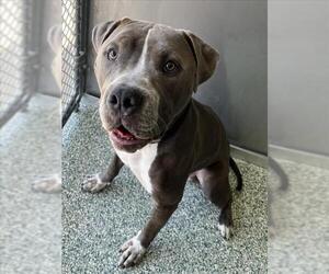American Pit Bull Terrier Dogs for adoption in Salisbury, NC, USA