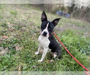 Boston Terrier-Unknown Mix Dogs for adoption in Columbus, NC, USA