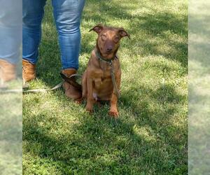 Australian Shepherd-Unknown Mix Dogs for adoption in Sparta, IL, USA