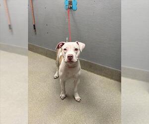 American Pit Bull Terrier-Unknown Mix Dogs for adoption in Las Vegas, NV, USA