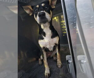 Labbe Dogs for adoption in Pasadena, TX, USA