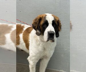 Saint Bernard-Unknown Mix Dogs for adoption in Las Vegas, NV, USA