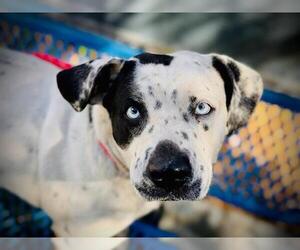 American Pit Bull Terrier-Dalmatian Mix Dogs for adoption in Orlando, FL, USA