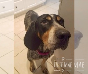 Bluetick Coonhound Dogs for adoption in Mobile, AL, USA
