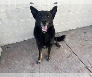 German Shepherd Dog Dogs for adoption in Corona, CA, USA
