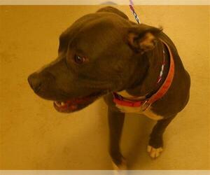 Mutt Dogs for adoption in Sanford, FL, USA