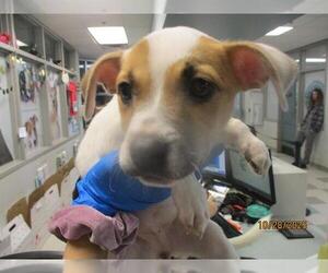 Pointer-Unknown Mix Dogs for adoption in Oklahoma City, OK, USA