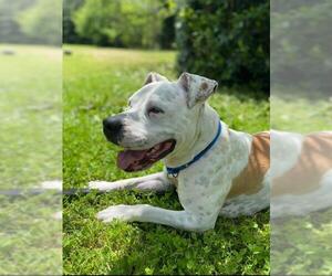 American Staffordshire Terrier-Unknown Mix Dogs for adoption in Rural Hall, NC, USA