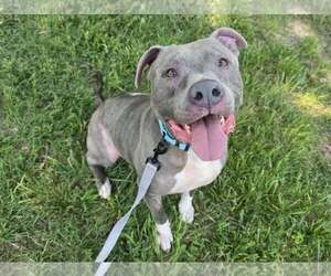 American Pit Bull Terrier-Unknown Mix Dogs for adoption in Millersville, MD, USA