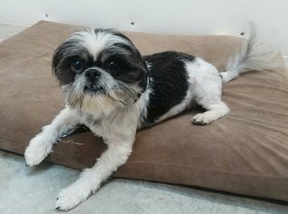 Shih Tzu Dogs for adoption in Mountain View, AR, USA