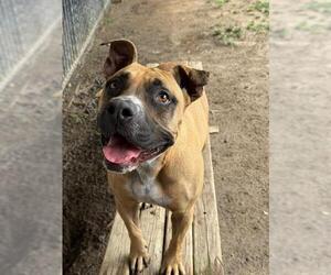 Mutt Dogs for adoption in Riverside, CA, USA