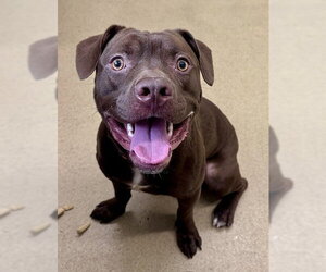 Labrador Retriever-Unknown Mix Dogs for adoption in Derwood, MD, USA