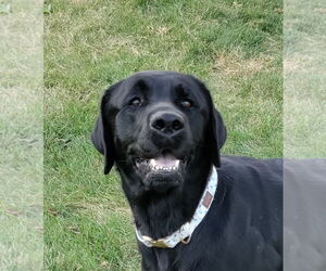 Labrador Retriever Dogs for adoption in Wheaton, IL, USA