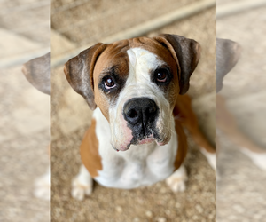 Boxer Dogs for adoption in Dumont, NJ, USA