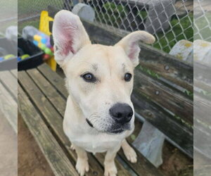 Labrador Retriever-Unknown Mix Dogs for adoption in Rootstown, OH, USA