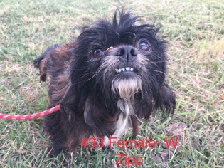 Shih Tzu Dogs for adoption in Essex, VT, USA