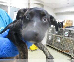 Mutt Dogs for adoption in Oklahoma City, OK, USA