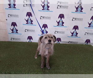 Border Terrier Dogs for adoption in Orlando, FL, USA
