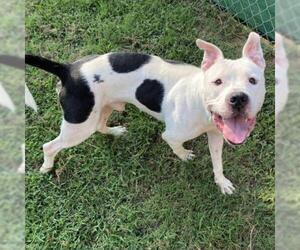 American Bulldog Dogs for adoption in Denison, TX, USA