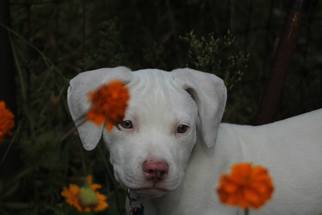 Medium Photo #1 American Bulldog-Unknown Mix Puppy For Sale in Minneapolis, MN, USA