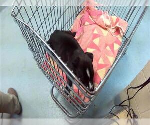 Labrador Retriever-Unknown Mix Dogs for adoption in Tulsa, OK, USA