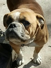 Bulldog Dogs for adoption in Pembroke, GA, USA