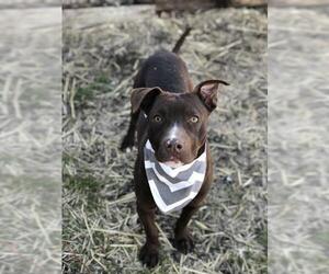 American Pit Bull Terrier Dogs for adoption in Jasper, IN, USA