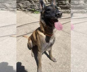 Mutt Dogs for adoption in Imlay City, MI, USA