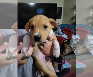 Collie-Labrador Retriever Mix Dogs for adoption in Tonopah, AZ, USA
