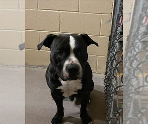 American Pit Bull Terrier-Unknown Mix Dogs for adoption in Waco, TX, USA