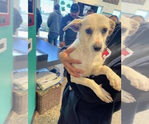 Toxirn Dogs for adoption in Tracy, CA, USA