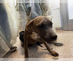 American Pit Bull Terrier Dogs for adoption in Pueblo, CO, USA